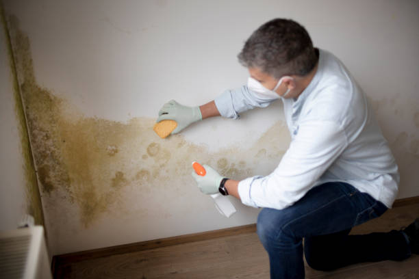 Best Industrial Mold Remediation  in Haskell, TX